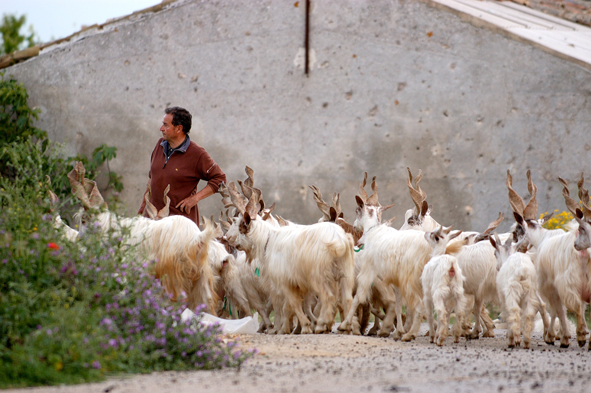 Sicilian Roots | Girgentana Goat